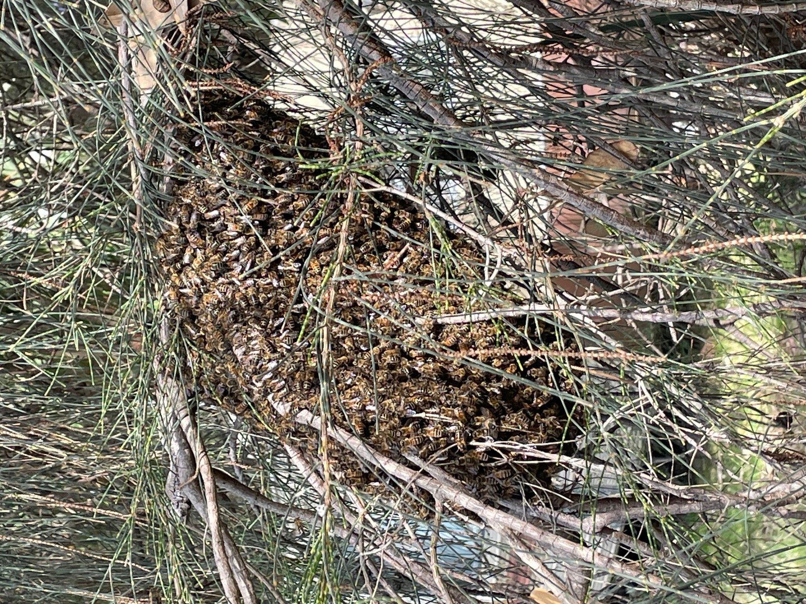 Swarm photo